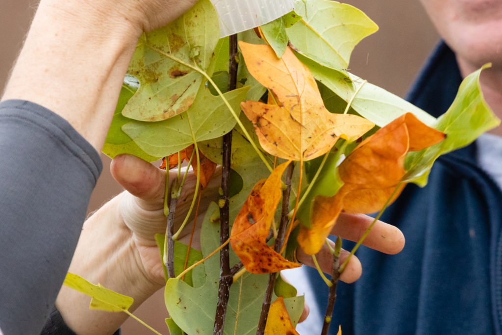 5 million trees grant